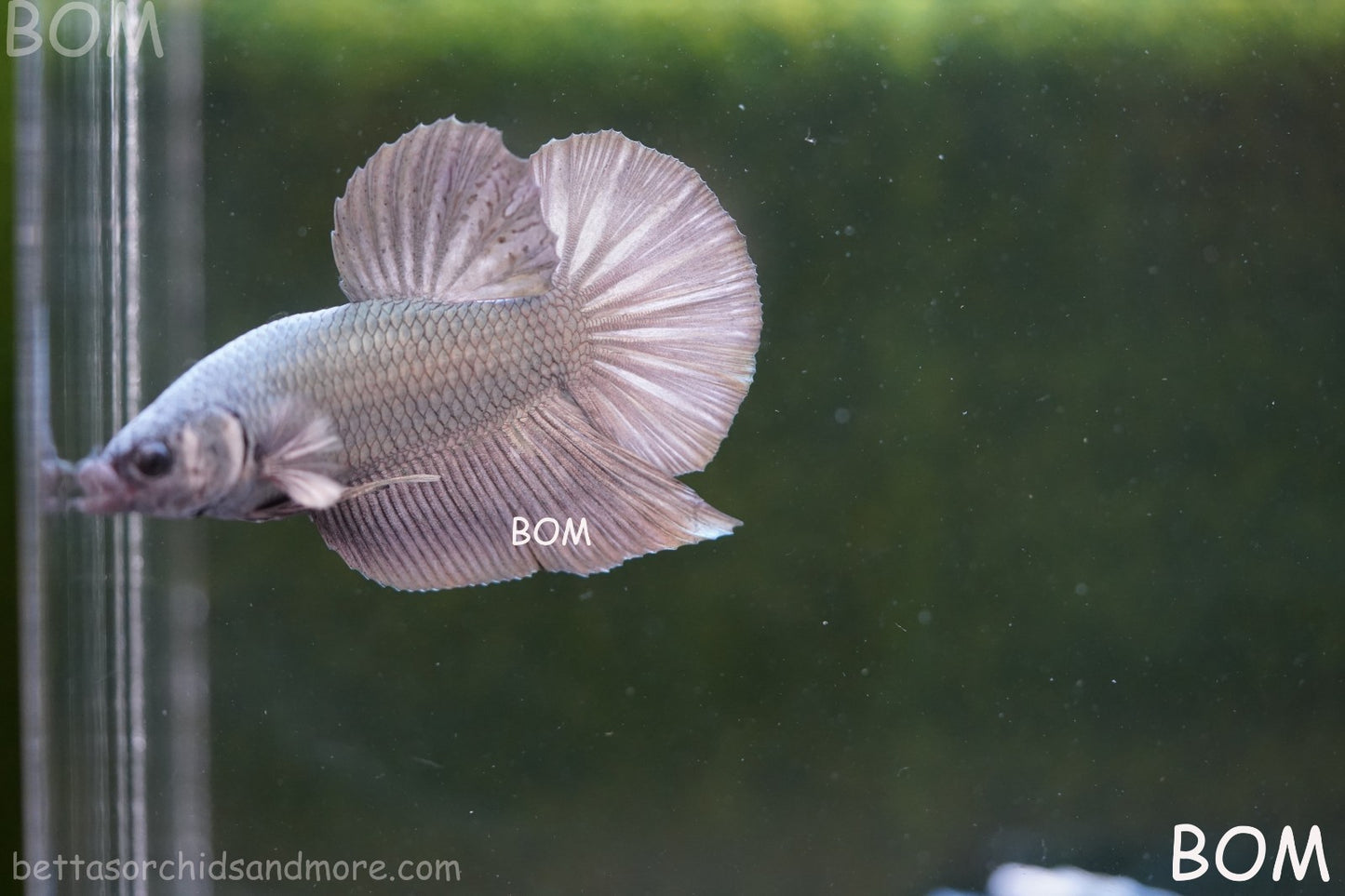 LIVE BETTA GIANT MALE COPPER 5 CM BO | BOM-A315