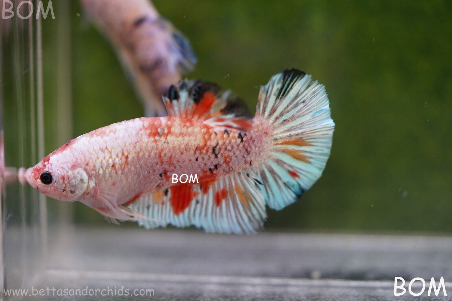 Betta Plakat GIANT MALE MULTICOLOUR | BOM-A99