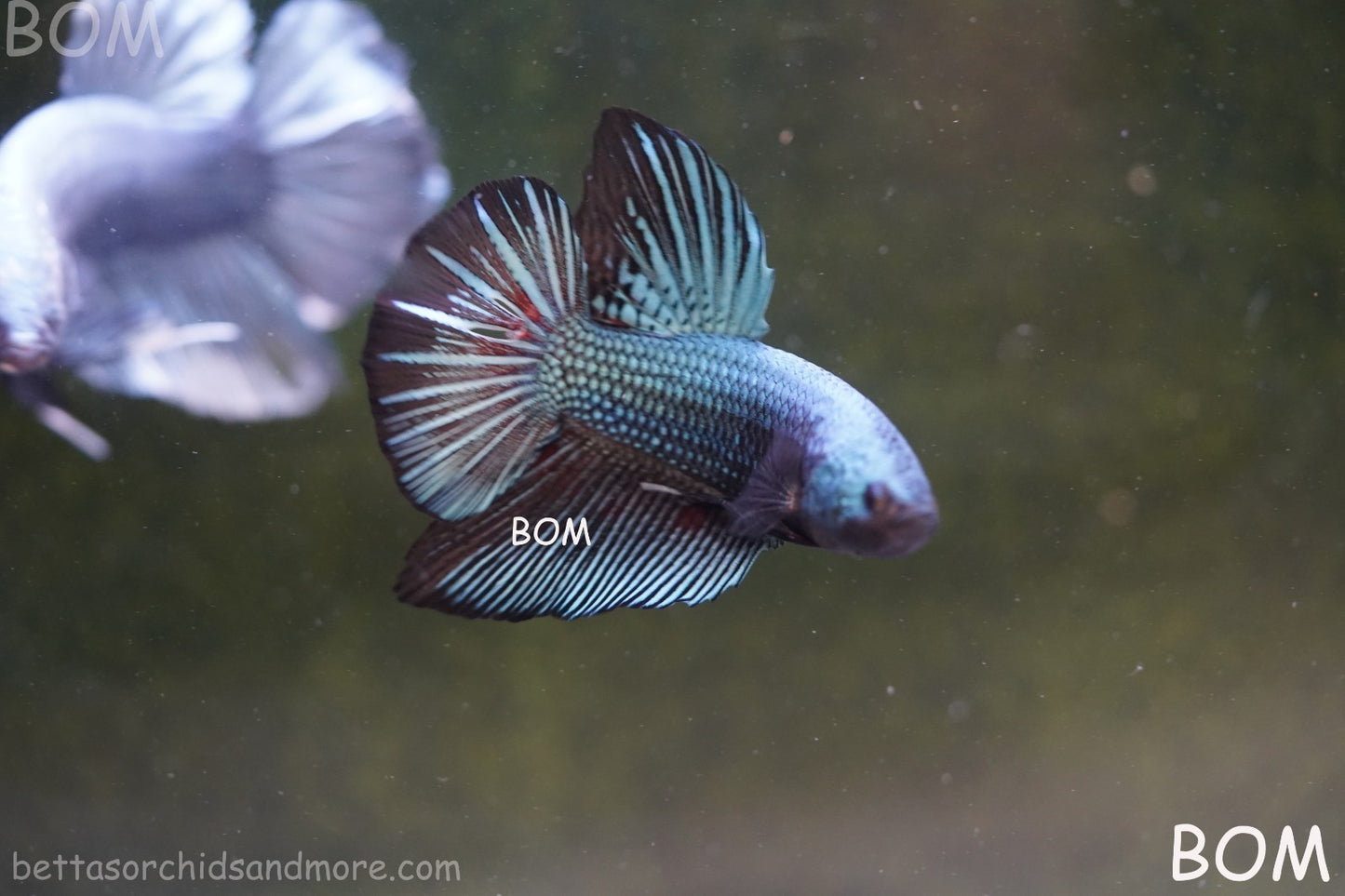 LIVE BETTA GIANT MALE BLUE SERIES 5 CM BO | BOM-A313