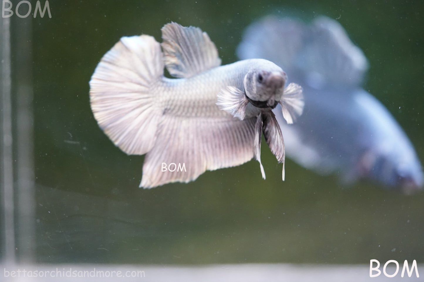 LIVE BETTA GIANT MALE COPPER 5 CM BO | BOM-A315