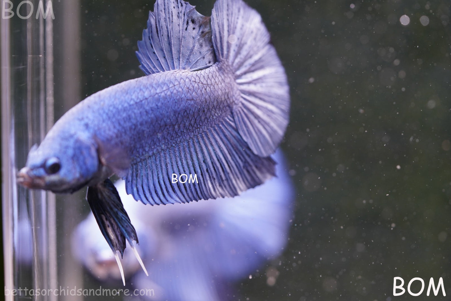 Betta Plakat GIANT MALE BLUE SERIES 5 CM BO | BOM-A304