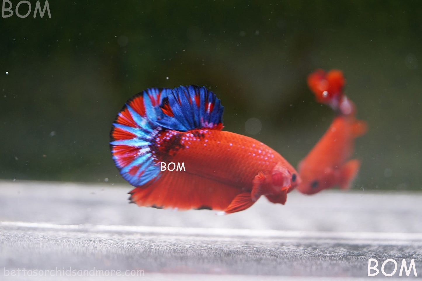 PREMIUM MALE HELLBOY HMPK BETTA Fish:Live HMPK | BOM-A271