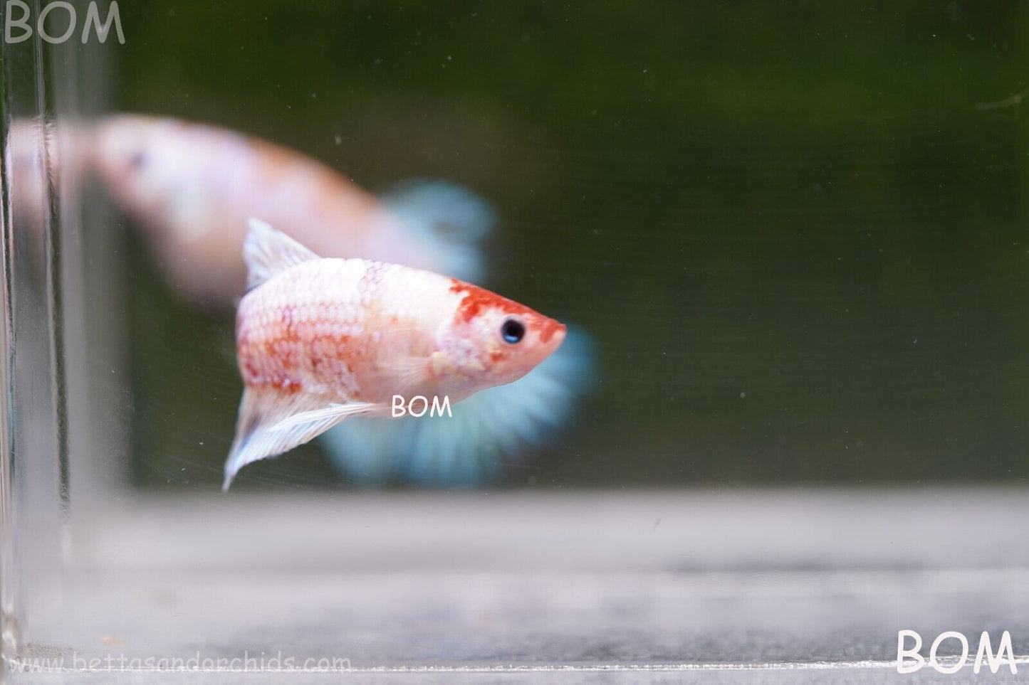 MALE BETTA HMPK MULTICOLOUR | BOM932