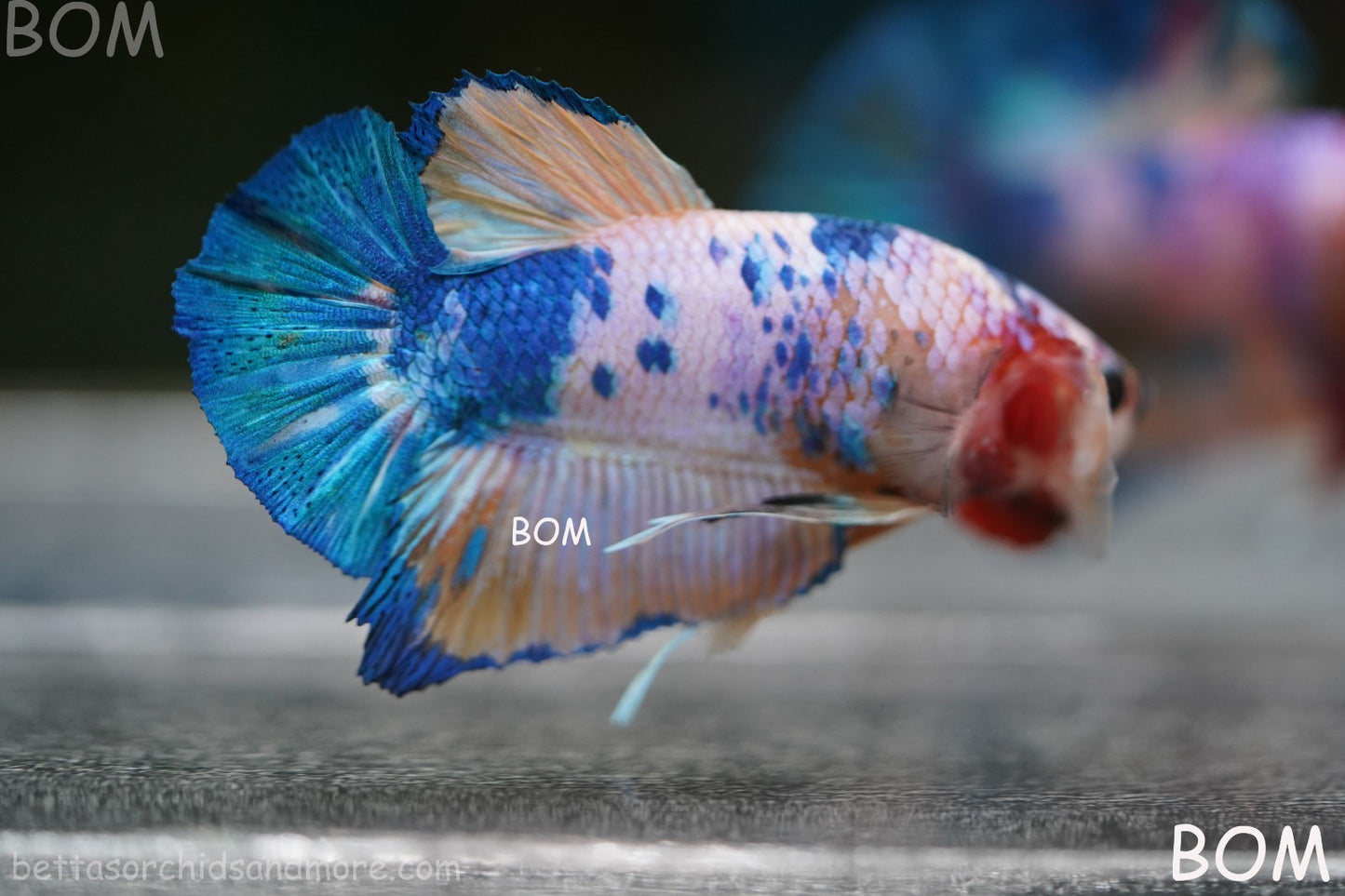 LIVE BETTTA MALE METALLIC MULTICOLOUR HMPK BEAUTIFUL COLOURS | BOM-A281