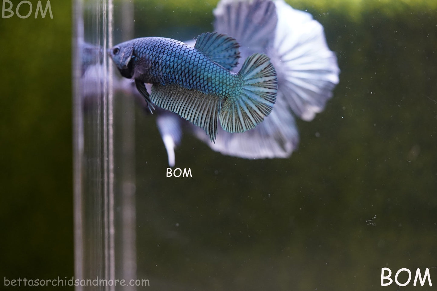 LIVE BETTA GIANT FEMALE BLUE SERIES | BOM-A311