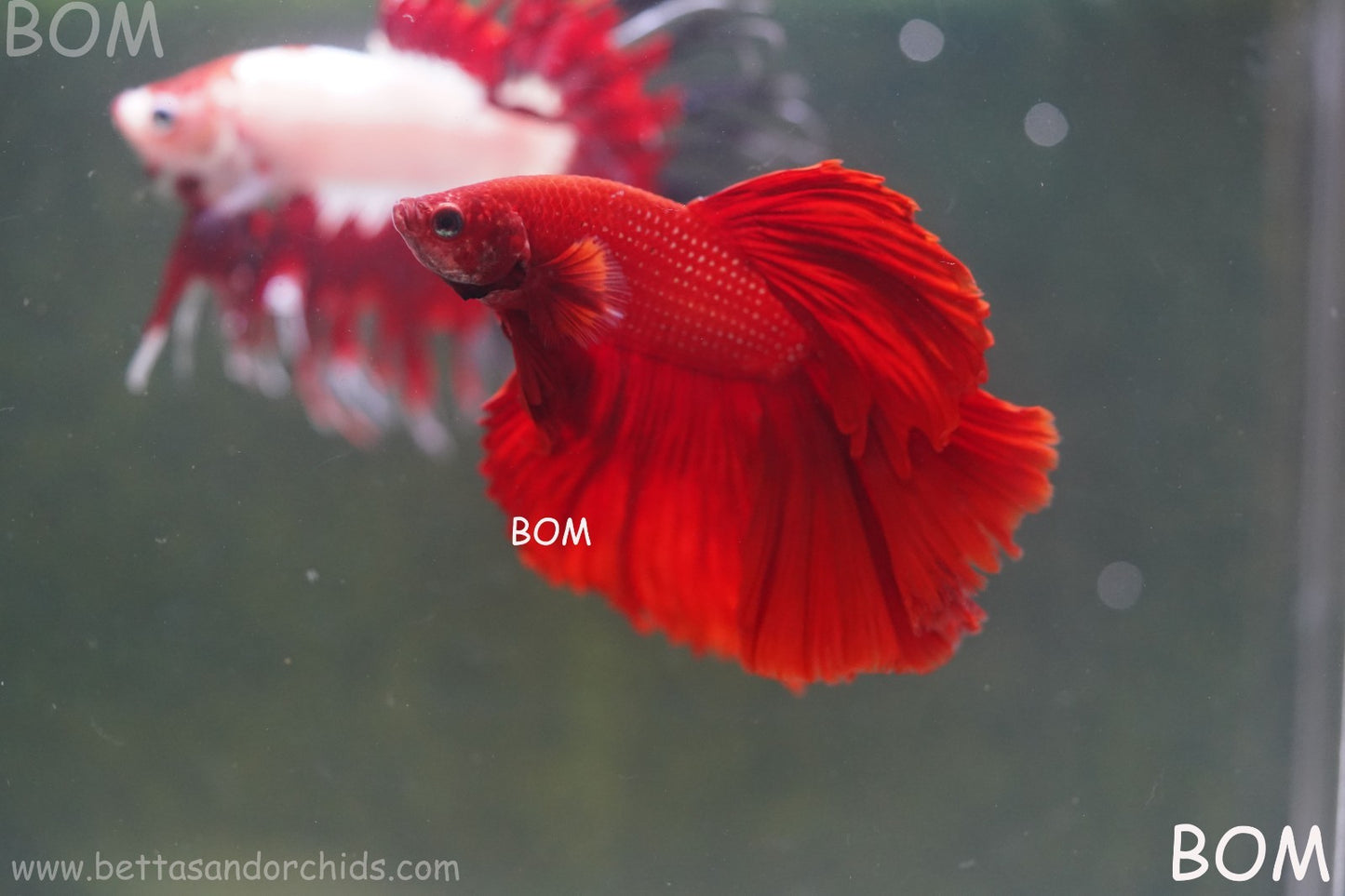LIVE BETTA MALE KING RED ROSE TAIL : Unique Fish | BOM-A294