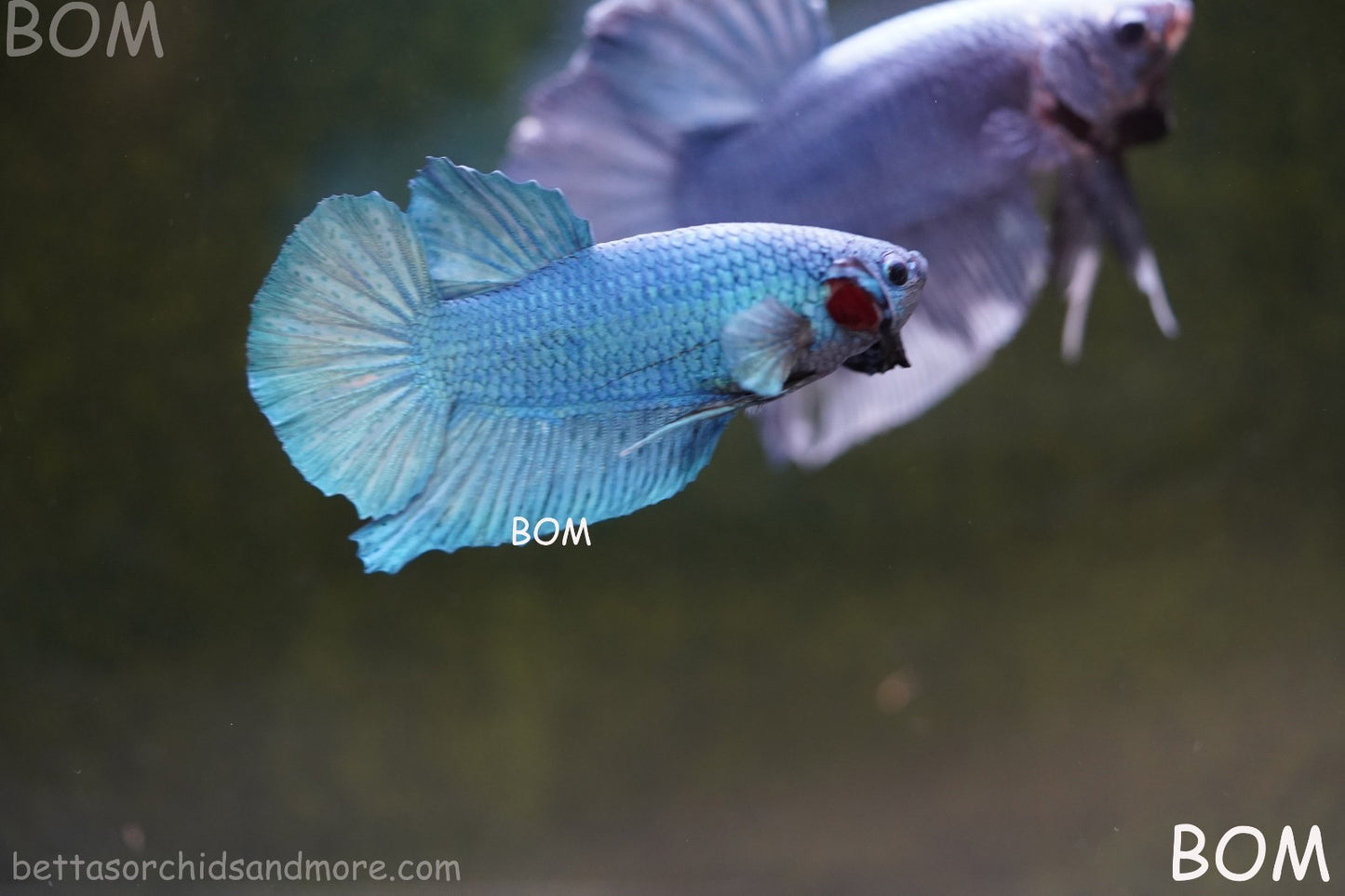 Betta Plakat GIANT MALE BLUE SERIES 5 CM BO | BOM-A307