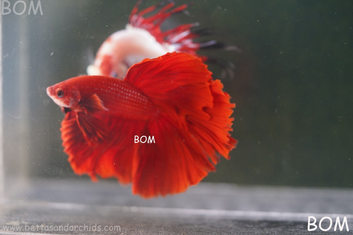 LIVE BETTA MALE KING RED ROSE TAIL : Unique Fish | BOM-A294