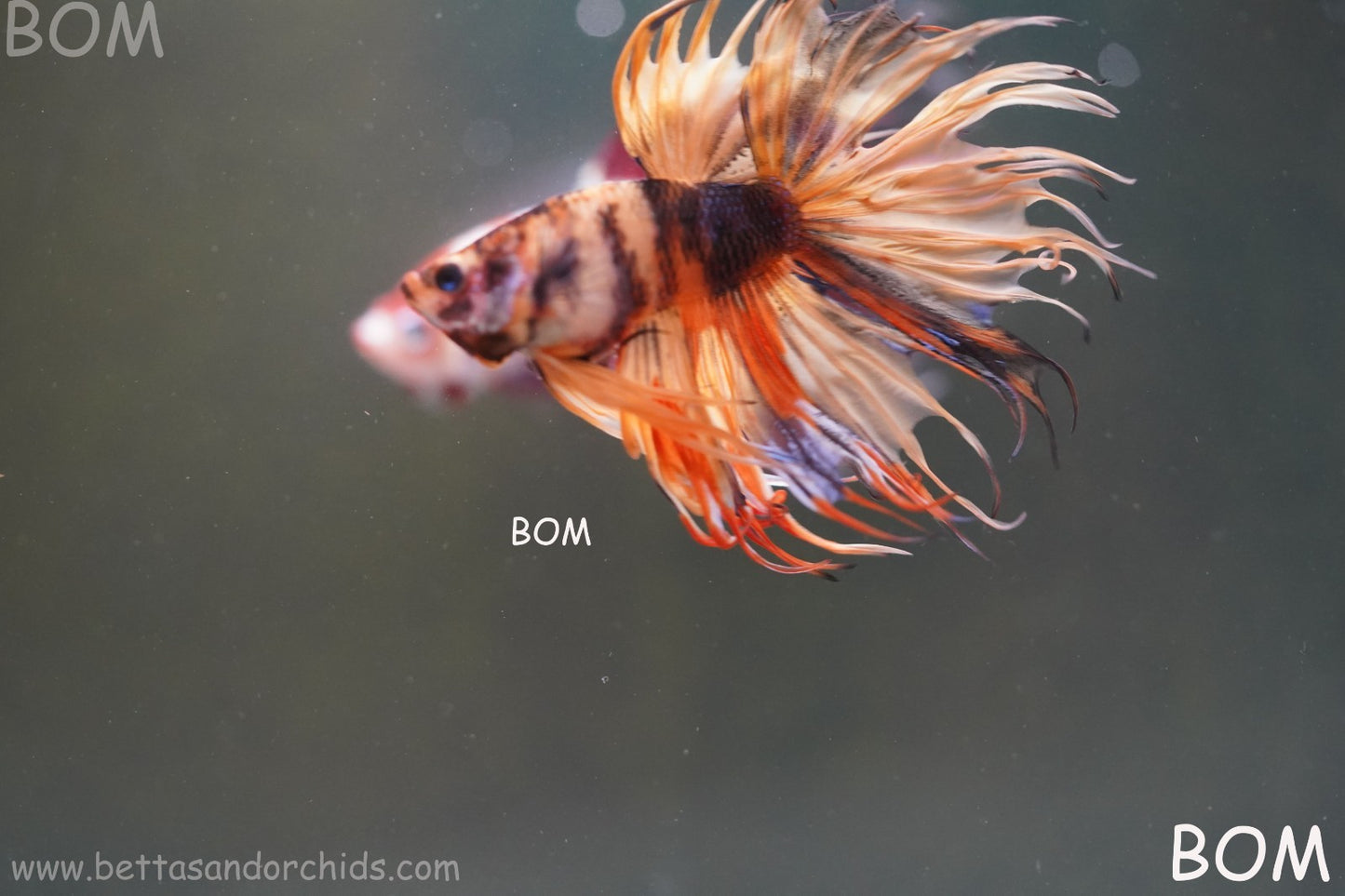LIVE BETTA MALE CROWN JELLY YELLOW : Unique Fish | BOM-A301