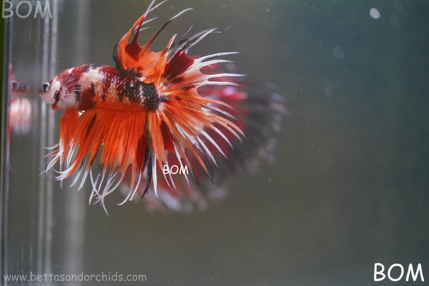 LIVE BETTA MALE DRAGONS CROWN LEOPARDS : Unique Fish | BOM-A300