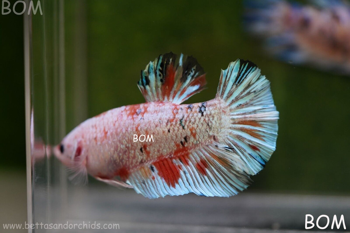 Betta Plakat GIANT MALE MULTICOLOUR | BOM-A99