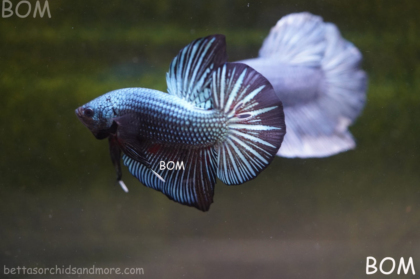 LIVE BETTA GIANT MALE BLUE SERIES 5 CM BO | BOM-A313