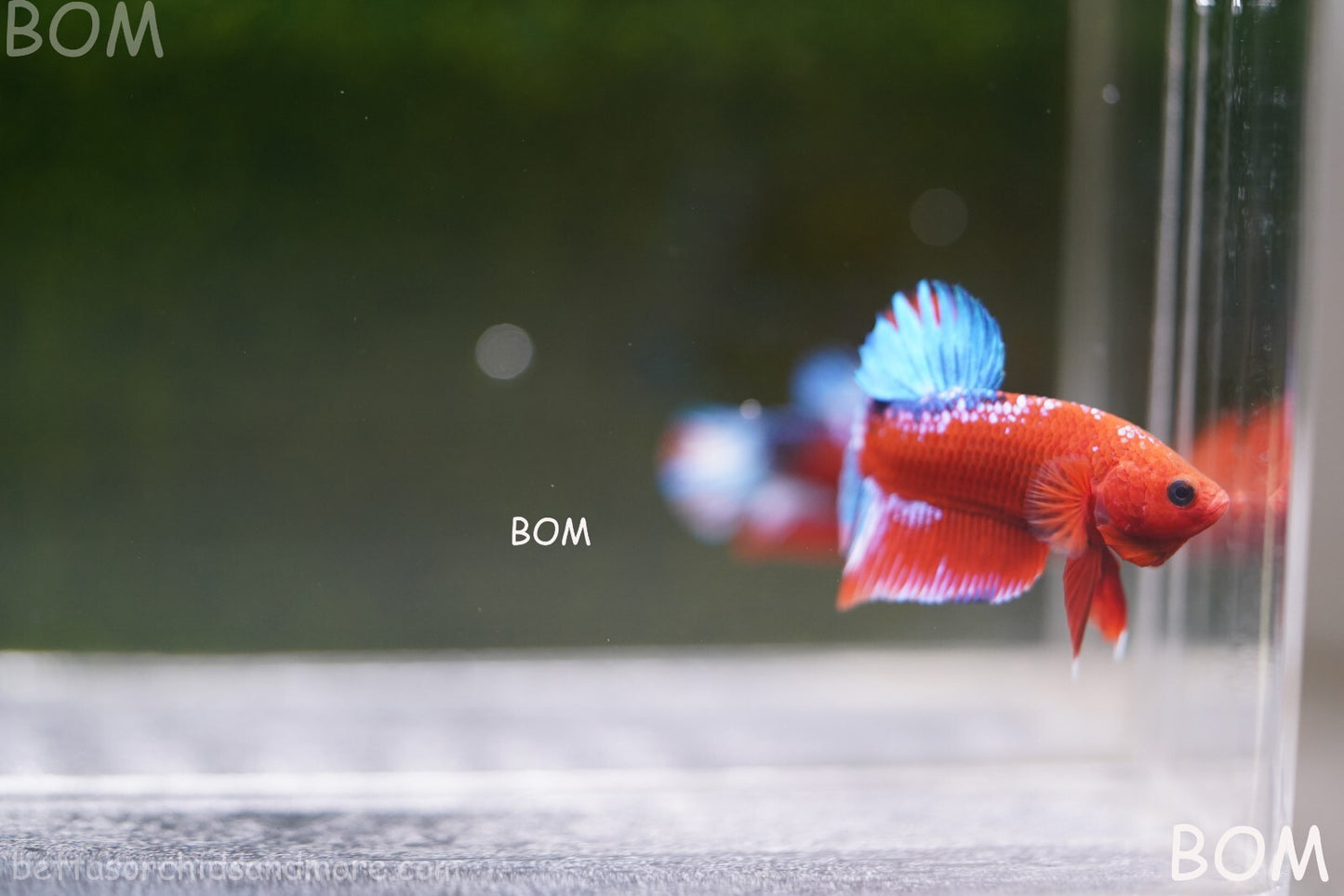 PREMIUM MALE HELLBOY HMPK BETTA Fish:Live HMPK | BOM-A226