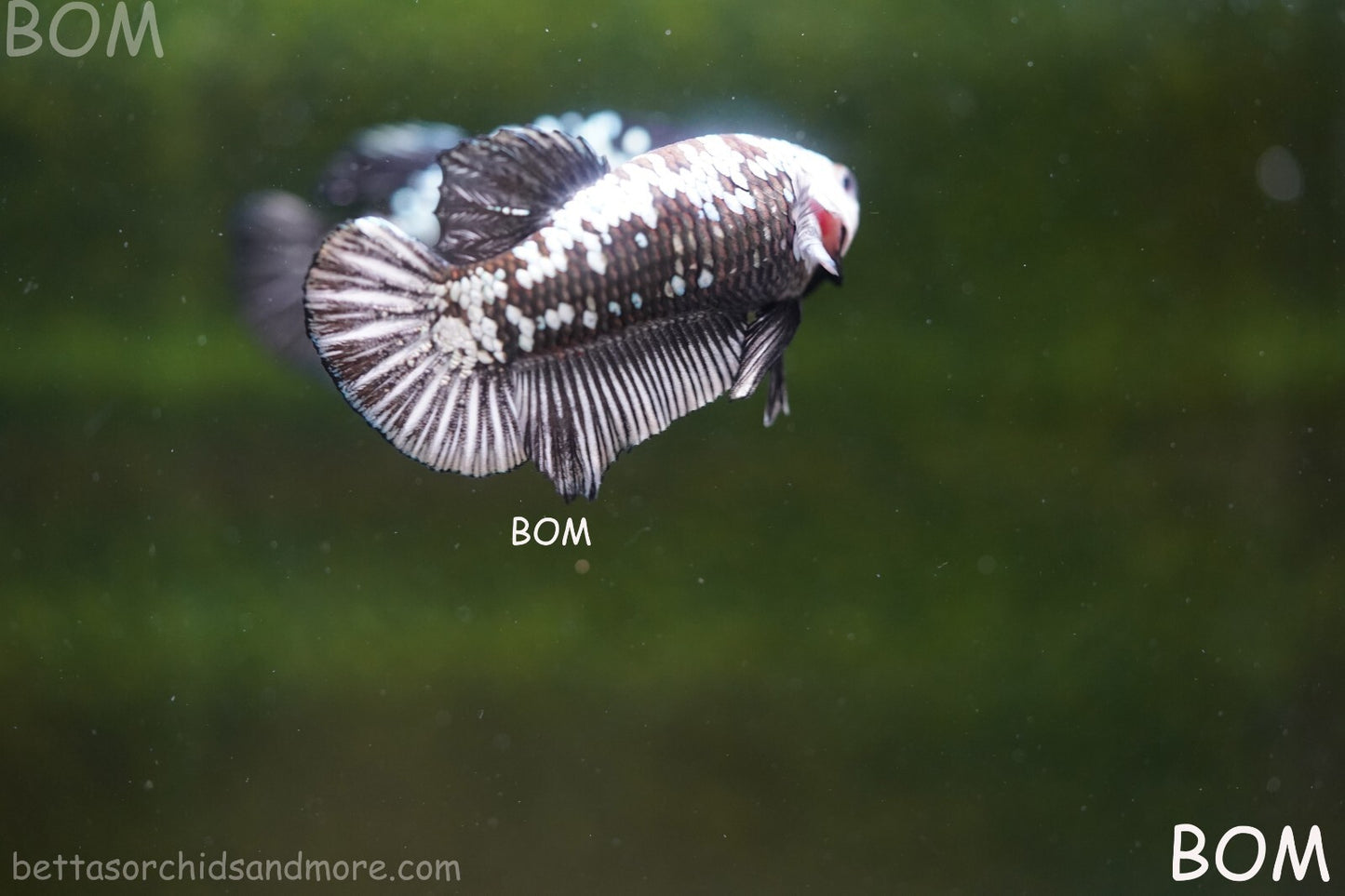 LIVE BETTA HMPK FEMALE BLACK MAMBA | BOM-A249
