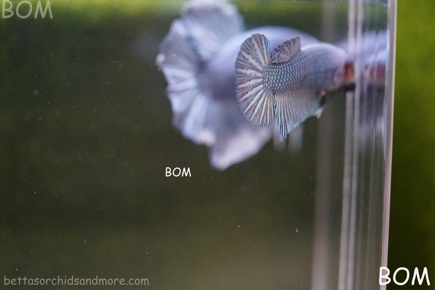 LIVE BETTA GIANT FEMALE BLUE SERIES | BOM-A314