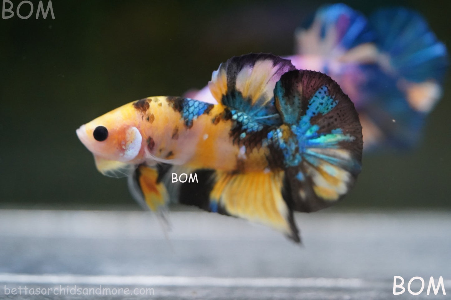 LIVE BETTTA MALE METALLIC MULTICOLOUR HMPK BEAUTIFUL COLOURS | BOM-A284