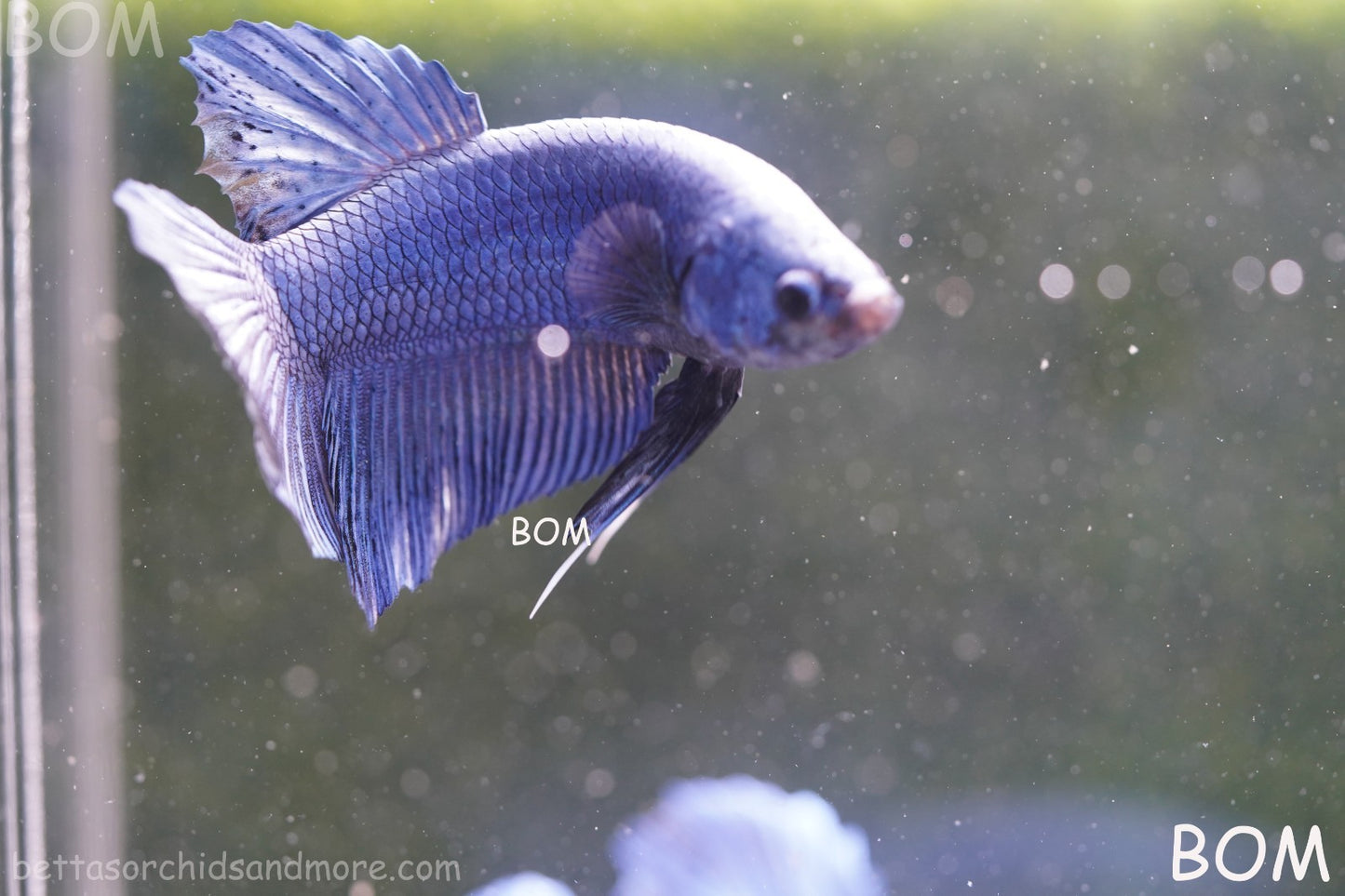 Betta Plakat GIANT MALE BLUE SERIES 5 CM BO | BOM-A304