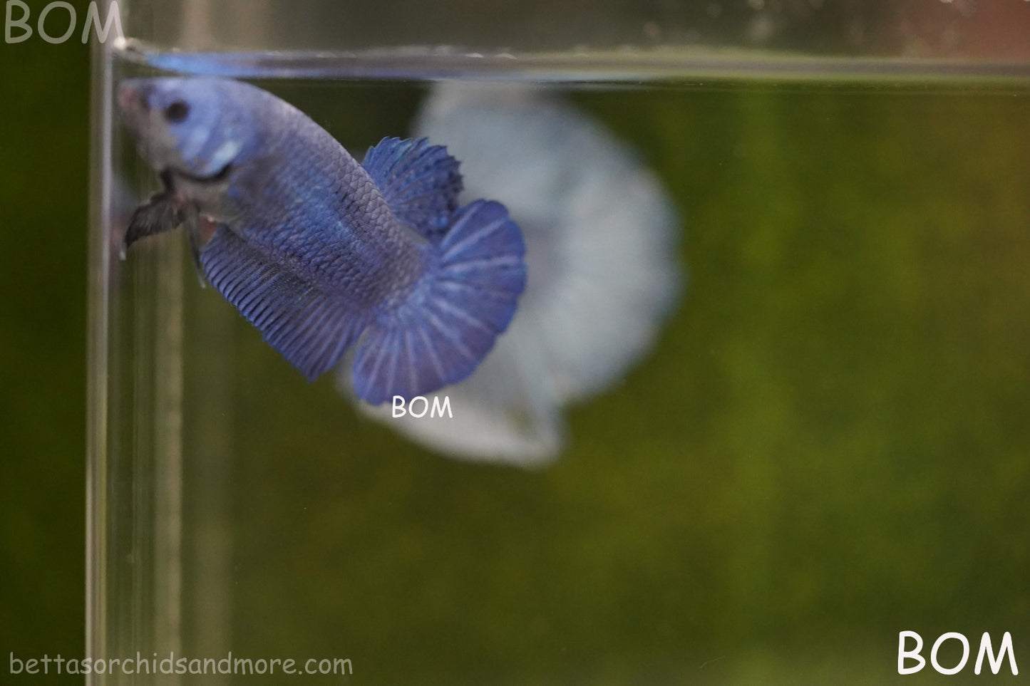 LIVE BETTA GIANT FEMALE BLUE SERIES | BOM-A308