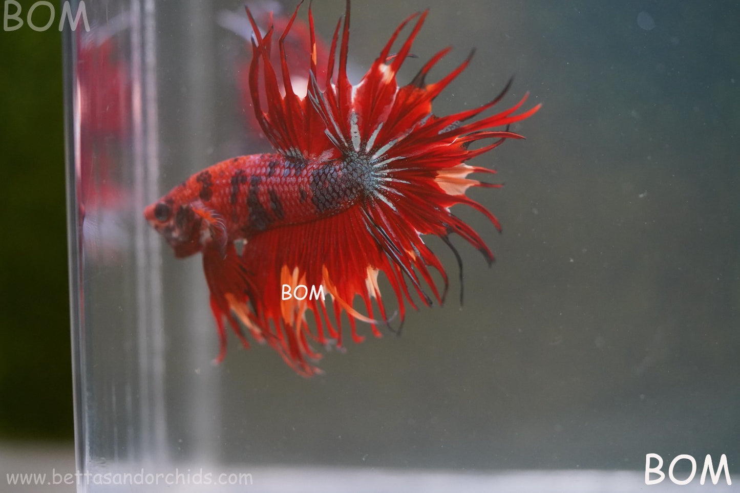 LIVE BETTA MALE CROWN NEMO REDS : Unique Fish | BOM-A302