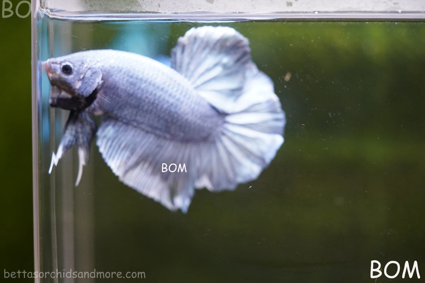 Betta Plakat GIANT MALE BLUE SERIES 5 CM BO | BOM-A306