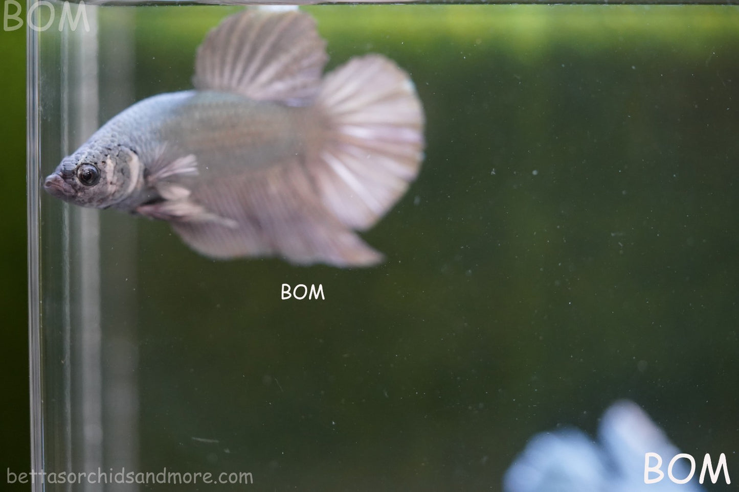 LIVE BETTA GIANT MALE COPPER 5 CM BO | BOM-A315