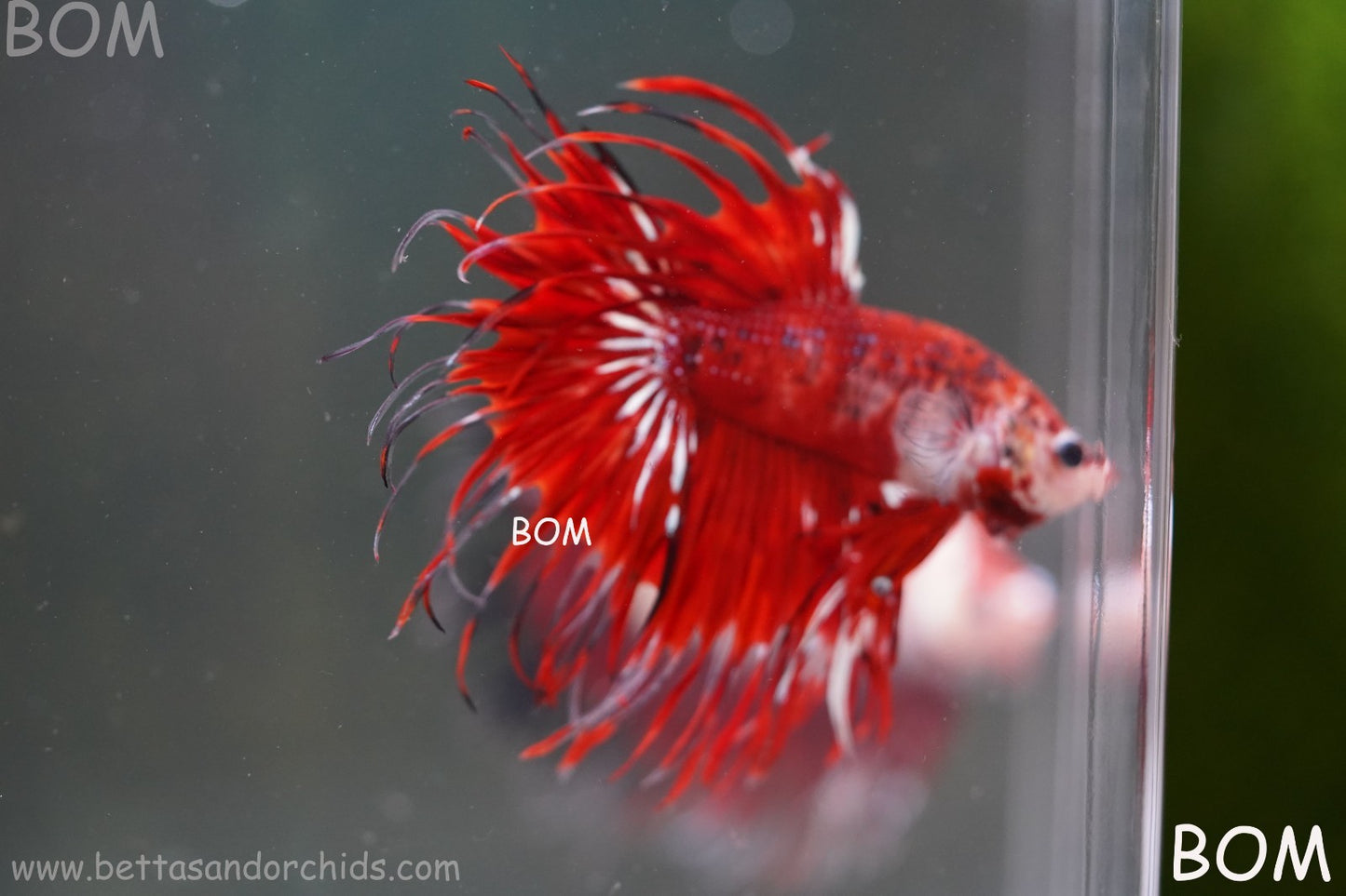 LIVE BETTA MALE CROWN FANTASTIC REDS KOI : Unique Fish | BOM-A303
