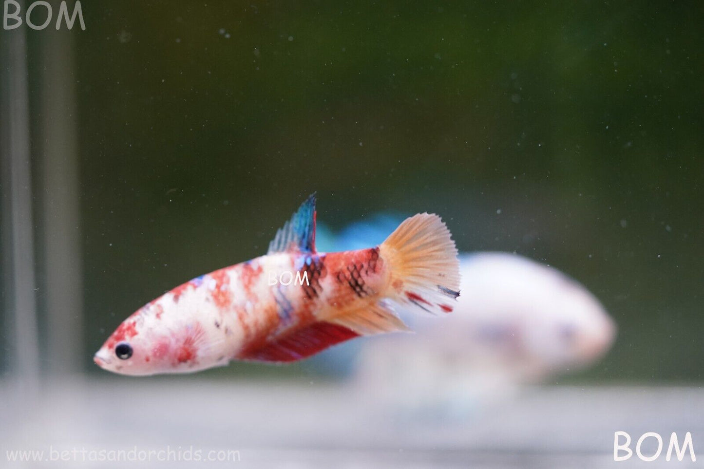 LIVE BETTTA BIG FEMALE MULTICOLOUR HMPK | BOM-A118