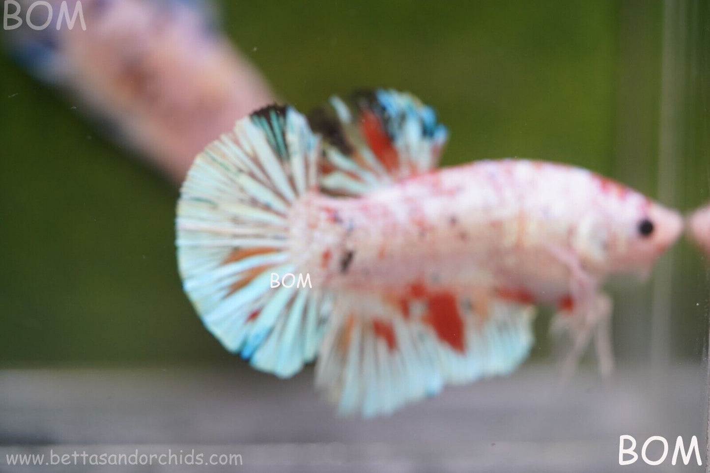 Betta Plakat GIANT MALE MULTICOLOUR | BOM-A99