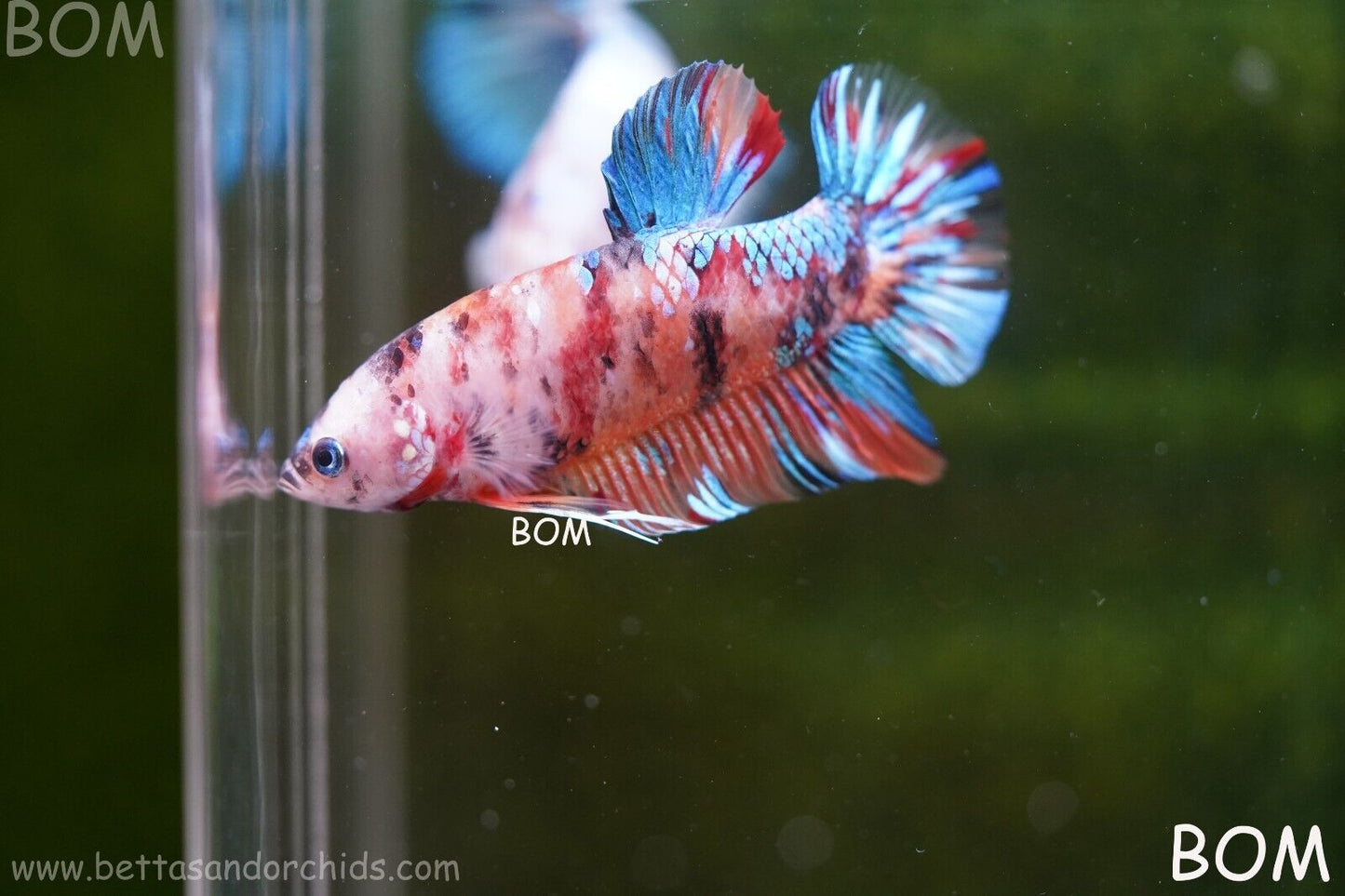 LIVE BETTTA BIG MALE MULTICOLOUR HMPK | BOM-A113