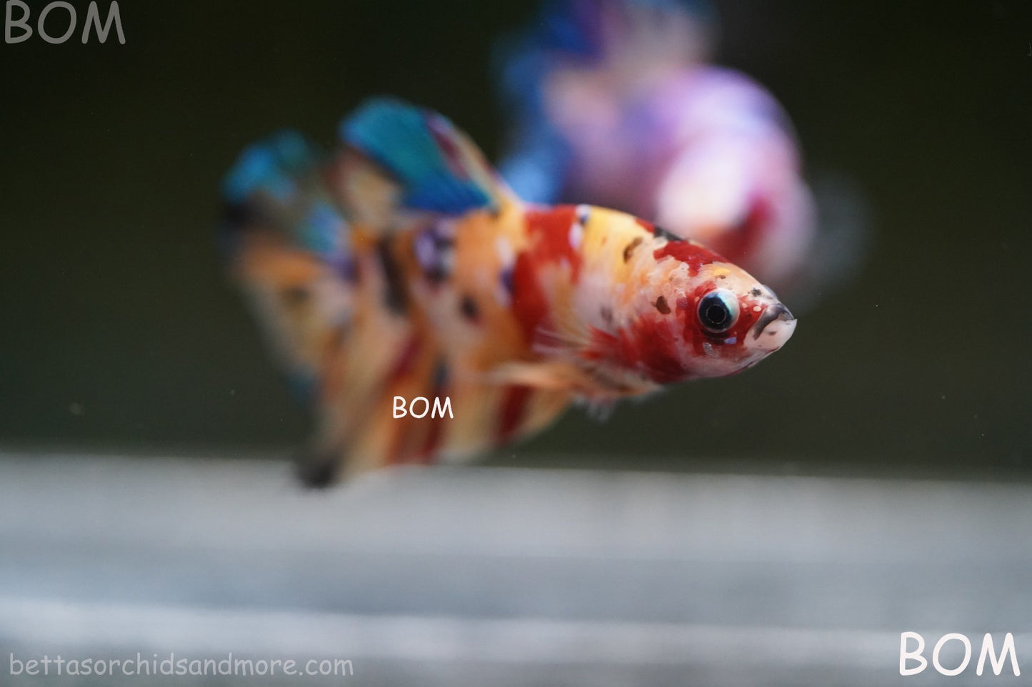 LIVE BETTTA MALE METALLIC MULTICOLOUR HMPK BEAUTIFUL COLOURS | BOM-A283
