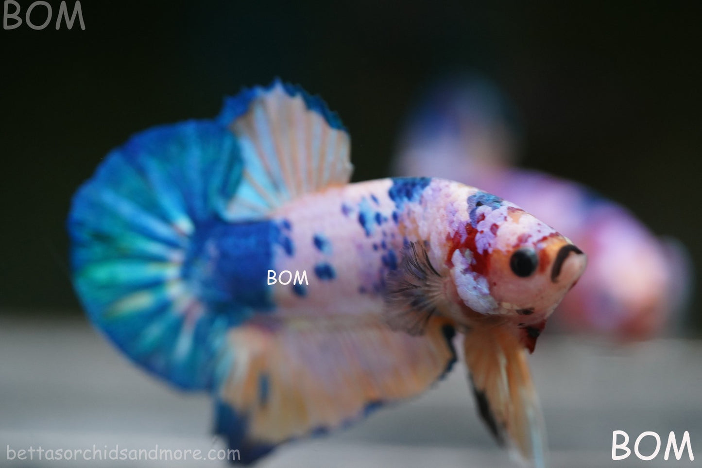 LIVE BETTTA MALE METALLIC MULTICOLOUR HMPK BEAUTIFUL COLOURS | BOM-A281