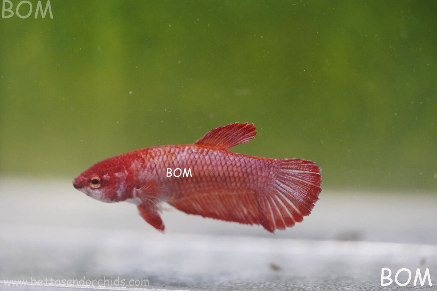 LIVE BETTA HMPK FEMALE FANCY RED | BOM975