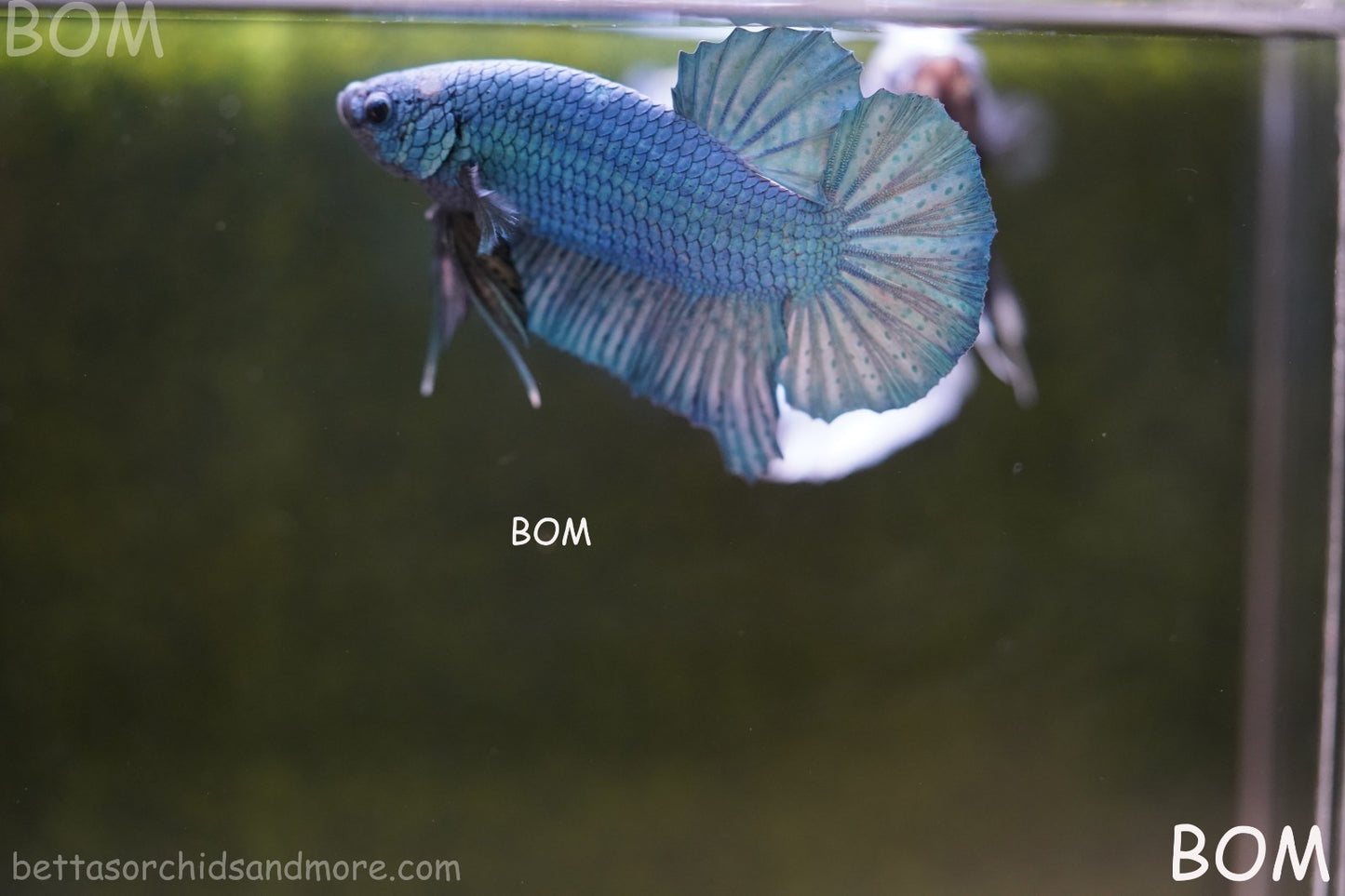 Betta Plakat GIANT MALE BLUE SERIES 5 CM BO | BOM-A307