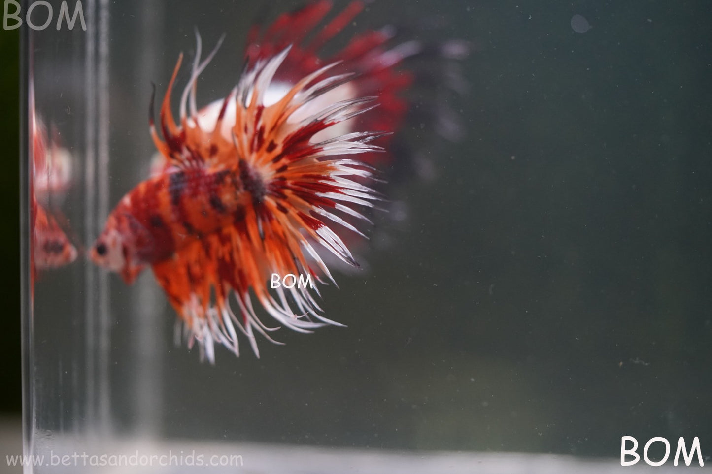 LIVE BETTA MALE CROWN LEOPARDS FIREWORKS : Unique Fish | BOM-A298