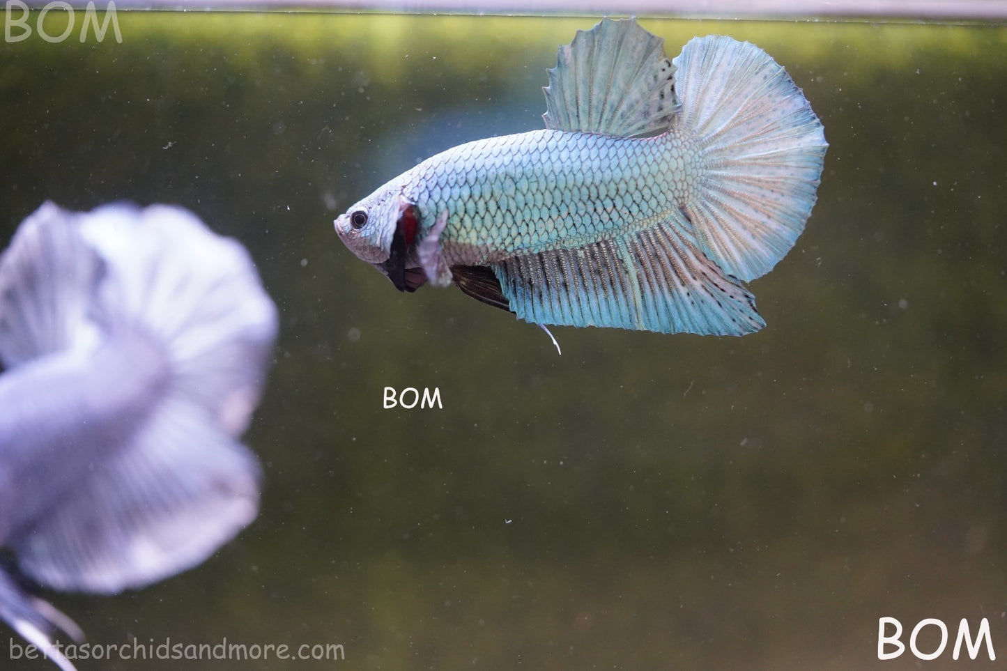 LIVE BETTA GIANT MALE BLUE SERIES 5 CM BO | BOM-A312