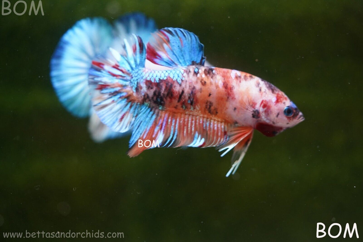 LIVE BETTTA BIG MALE MULTICOLOUR HMPK | BOM-A113