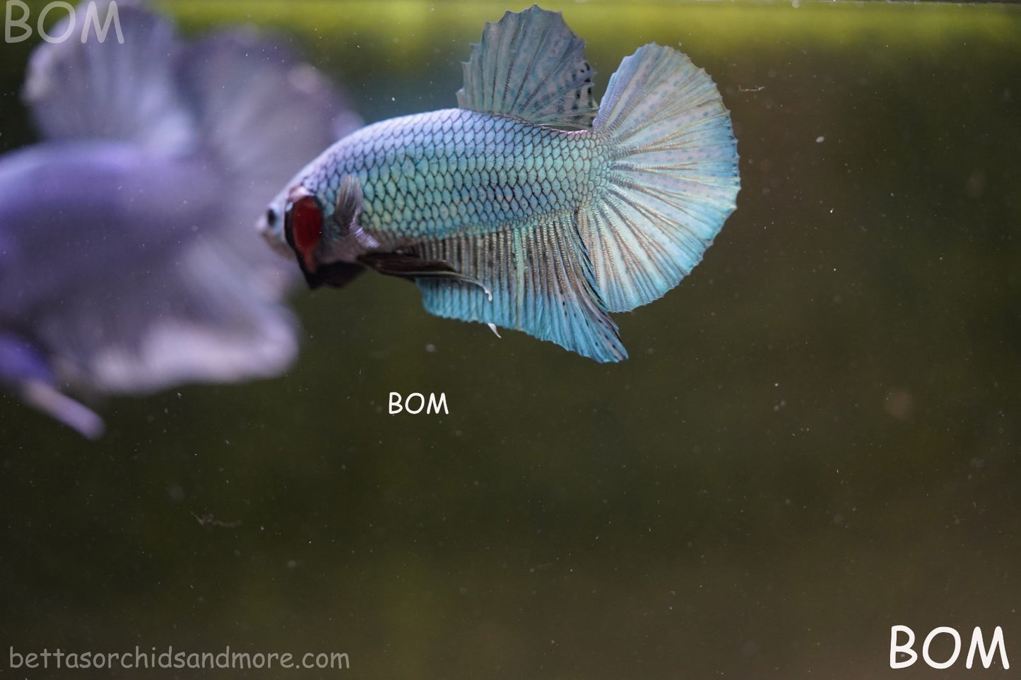 LIVE BETTA GIANT MALE BLUE SERIES 5 CM BO | BOM-A312