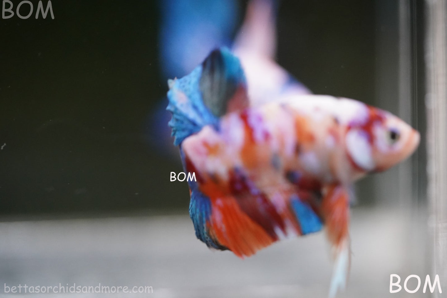 LIVE BETTTA MALE METALLIC MULTICOLOUR HMPK BEAUTIFUL COLOURS | BOM-A282