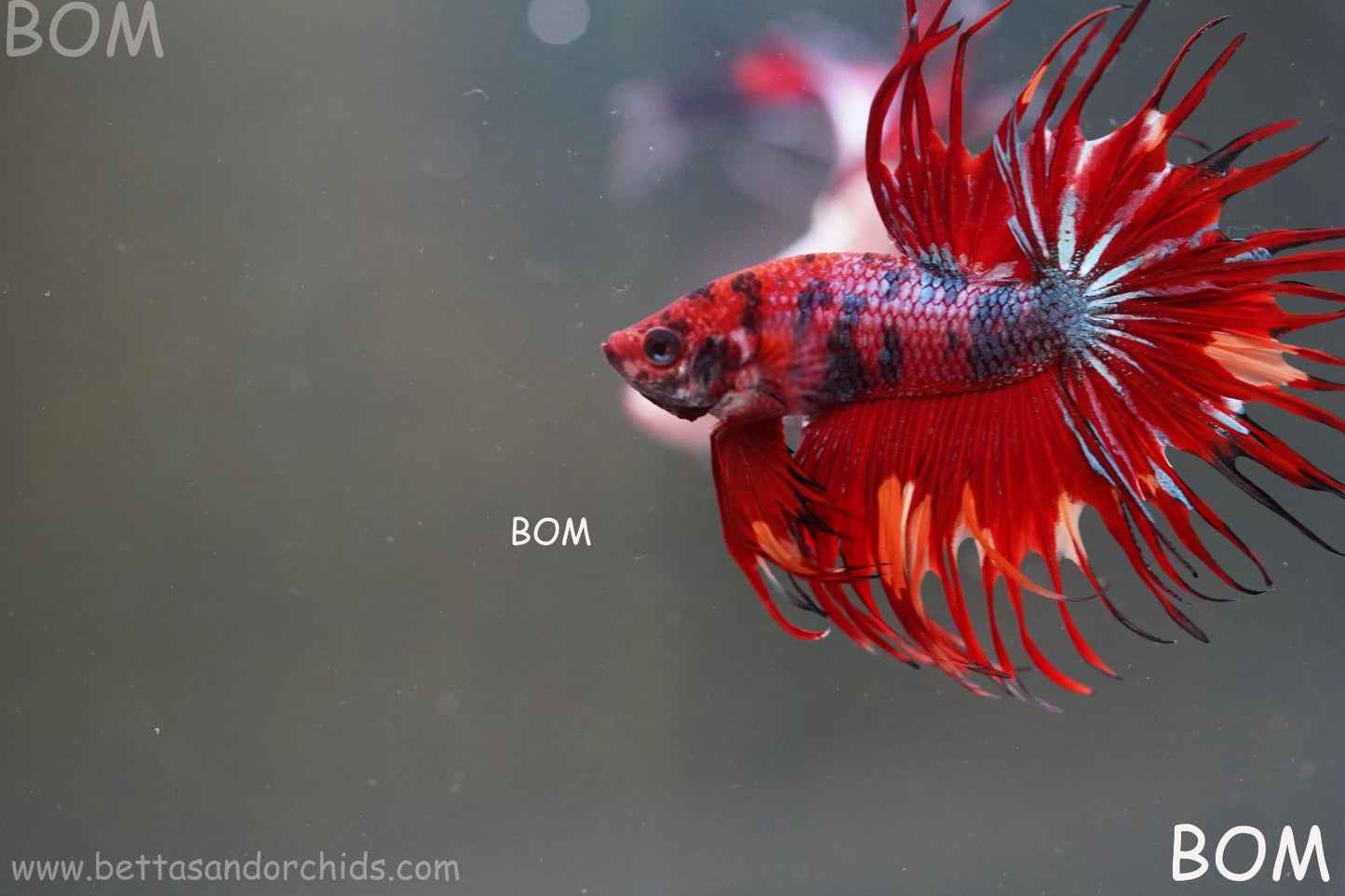 LIVE BETTA MALE CROWN NEMO REDS : Unique Fish | BOM-A302