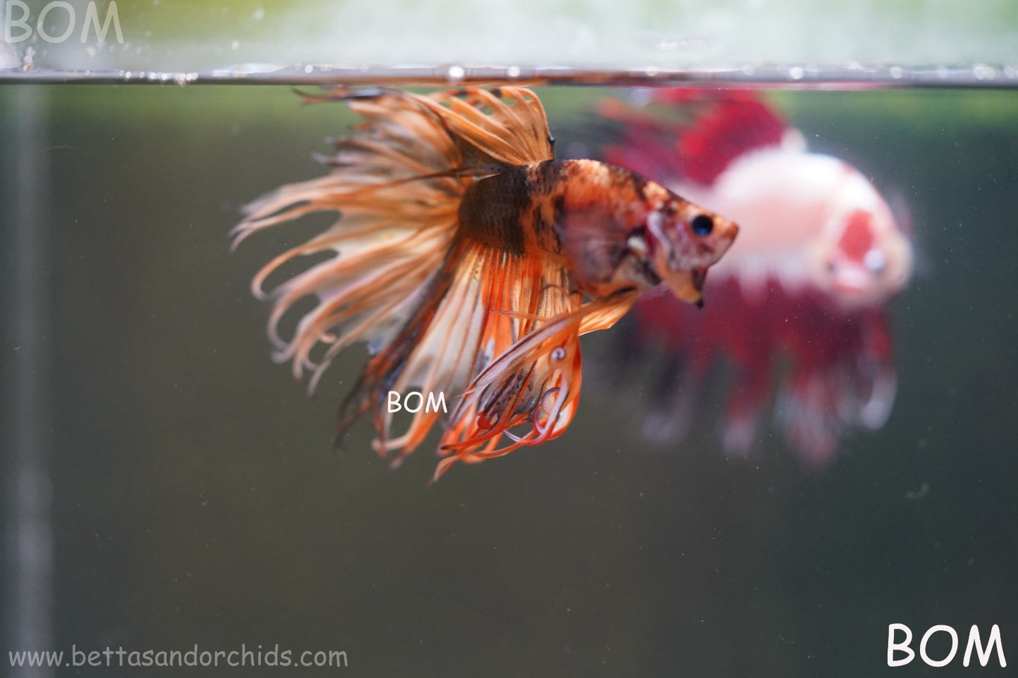 LIVE BETTA MALE CROWN JELLY YELLOW : Unique Fish | BOM-A301