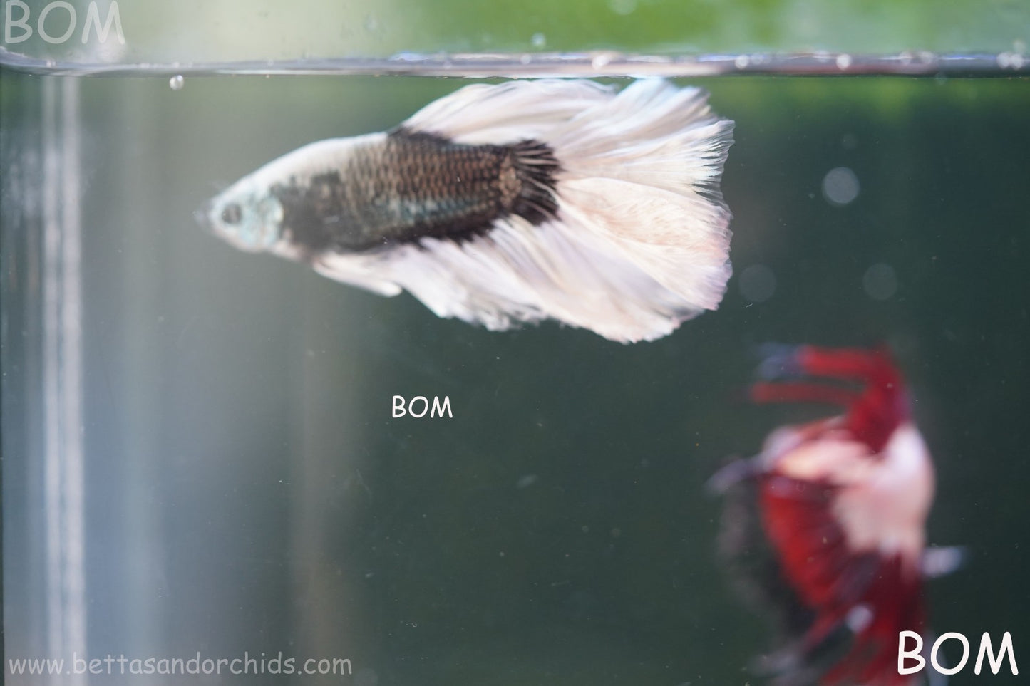 LIVE BETTA MALE DRAGONS SILVER BUTTERFLY : Unique Fish | BOM-A293