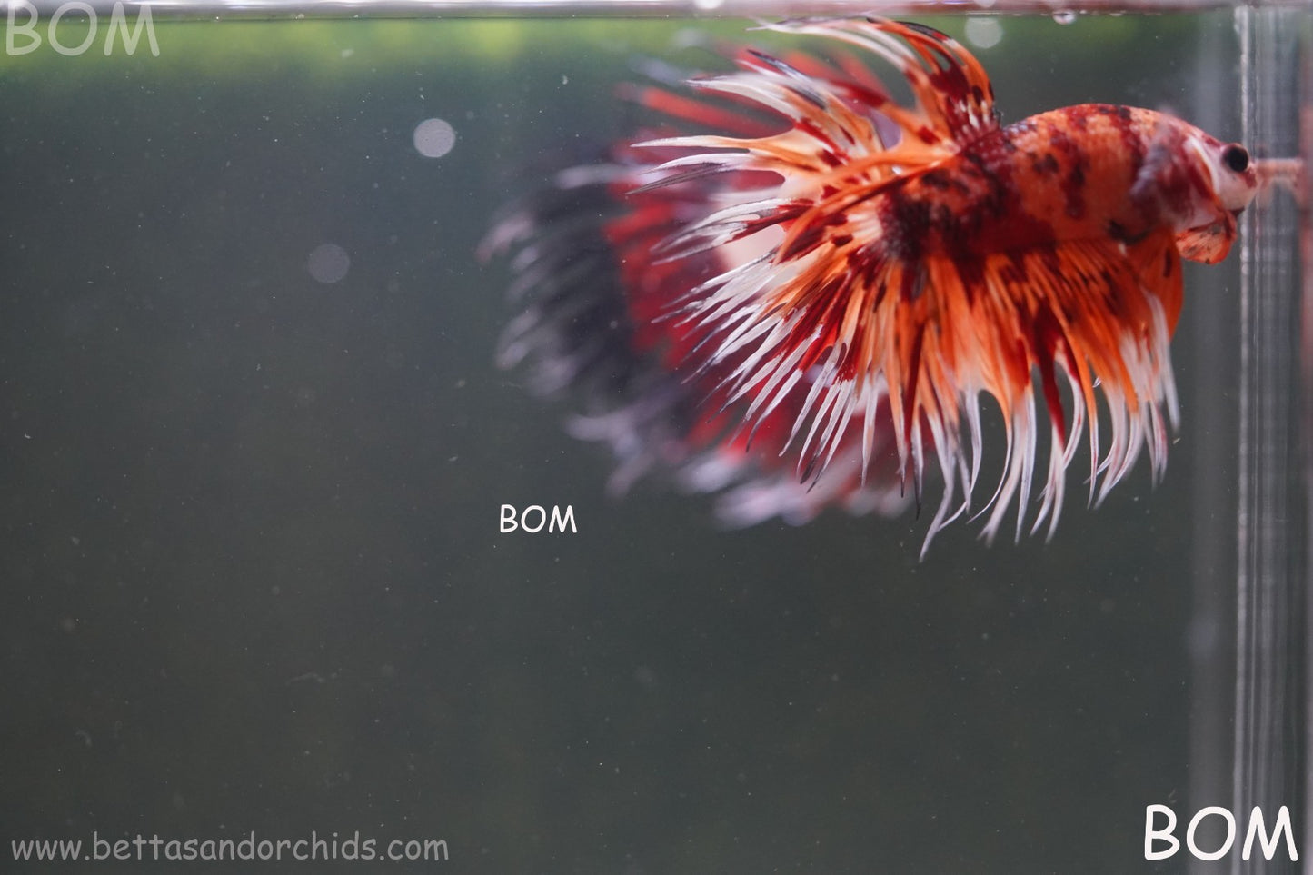 LIVE BETTA MALE CROWN LEOPARDS FIREWORKS : Unique Fish | BOM-A298