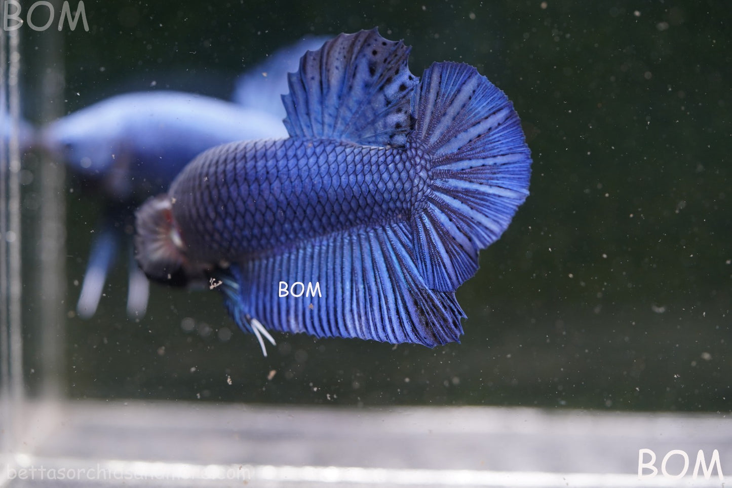 Betta Plakat GIANT MALE BLUE SERIES 5 CM BO | BOM-A305
