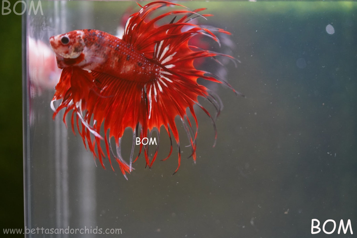 LIVE BETTA MALE CROWN FANTASTIC REDS KOI : Unique Fish | BOM-A303