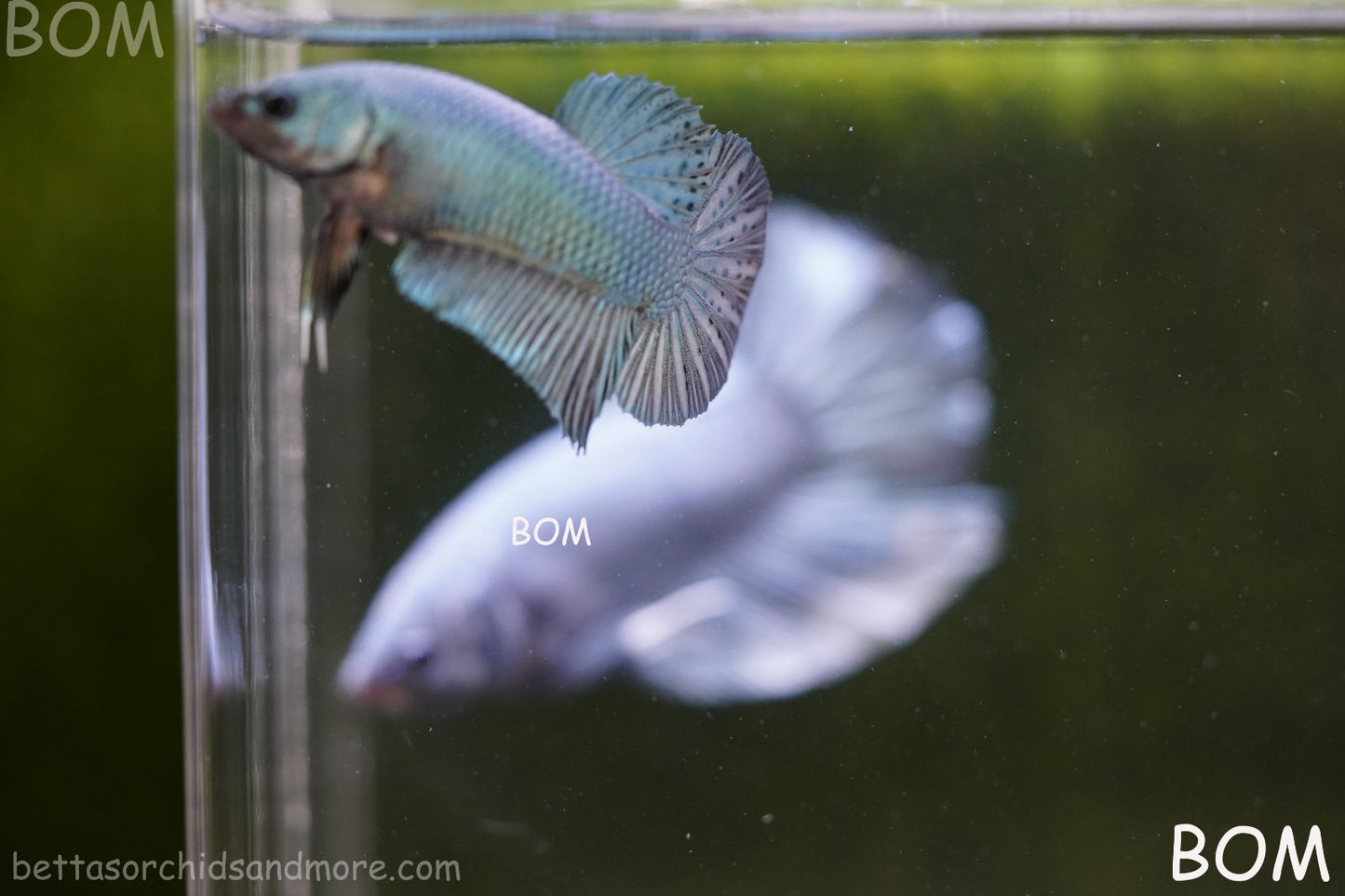 LIVE BETTA GIANT FEMALE BLUE SERIES | BOM-A314