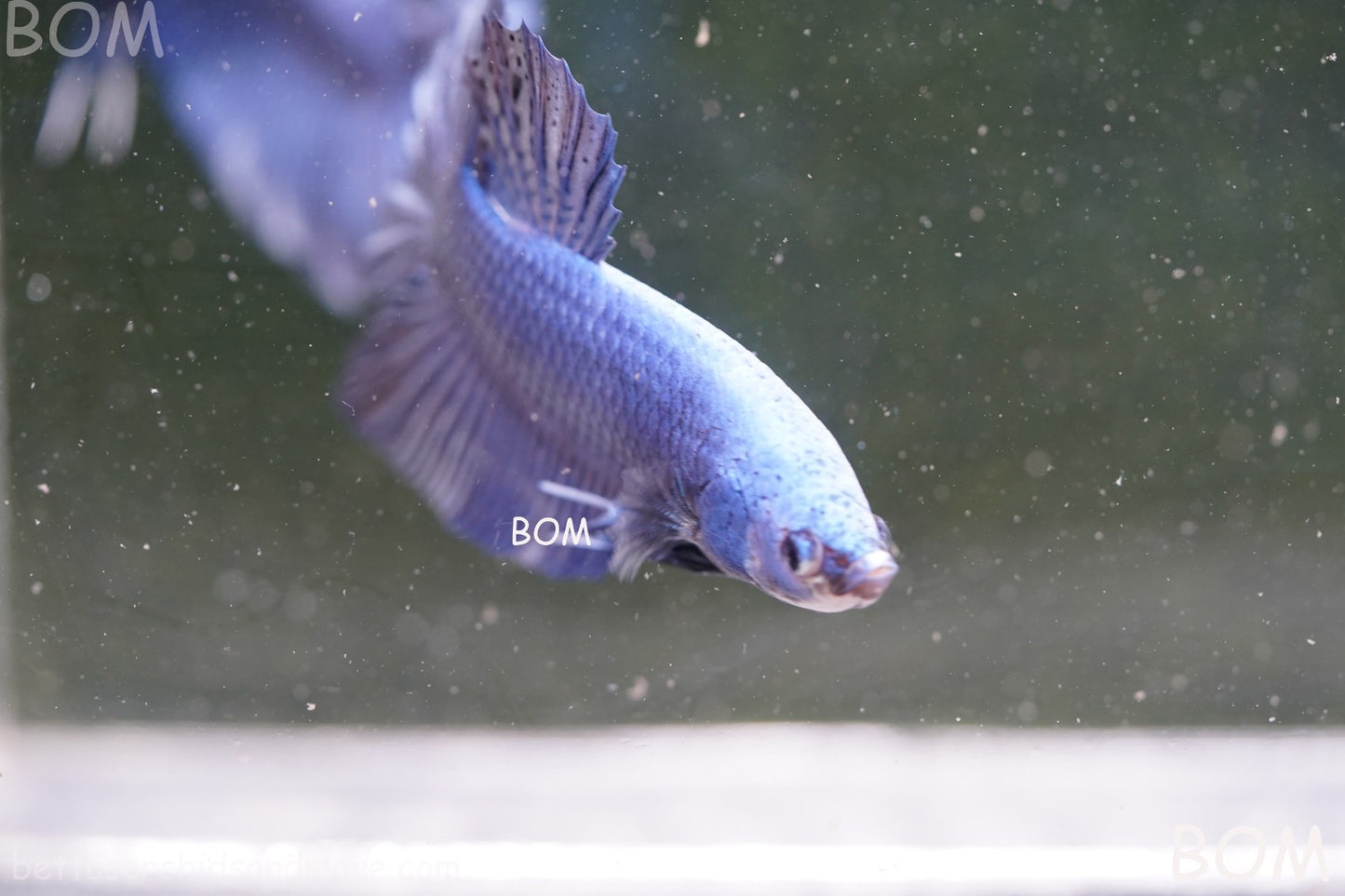 Betta Plakat GIANT MALE BLUE SERIES 5 CM BO | BOM-A305
