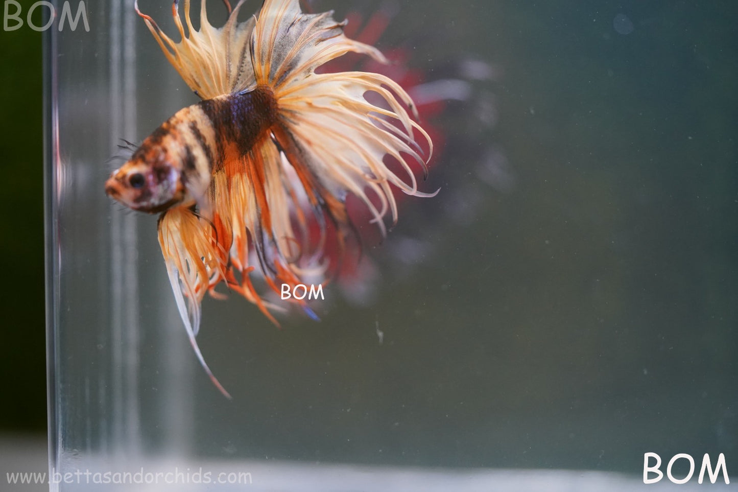 LIVE BETTA MALE CROWN JELLY YELLOW : Unique Fish | BOM-A301