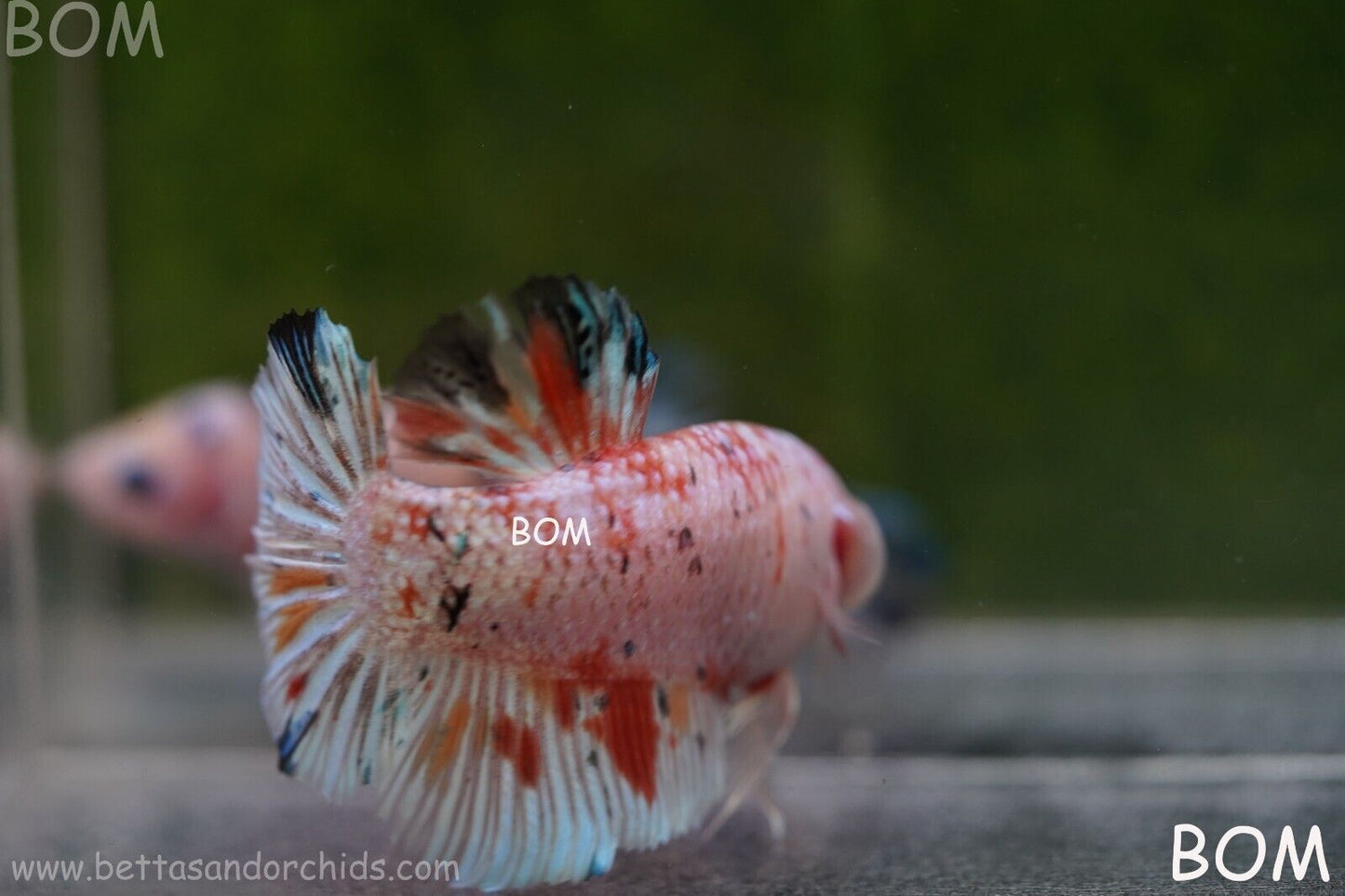 Betta Plakat GIANT MALE MULTICOLOUR | BOM-A99