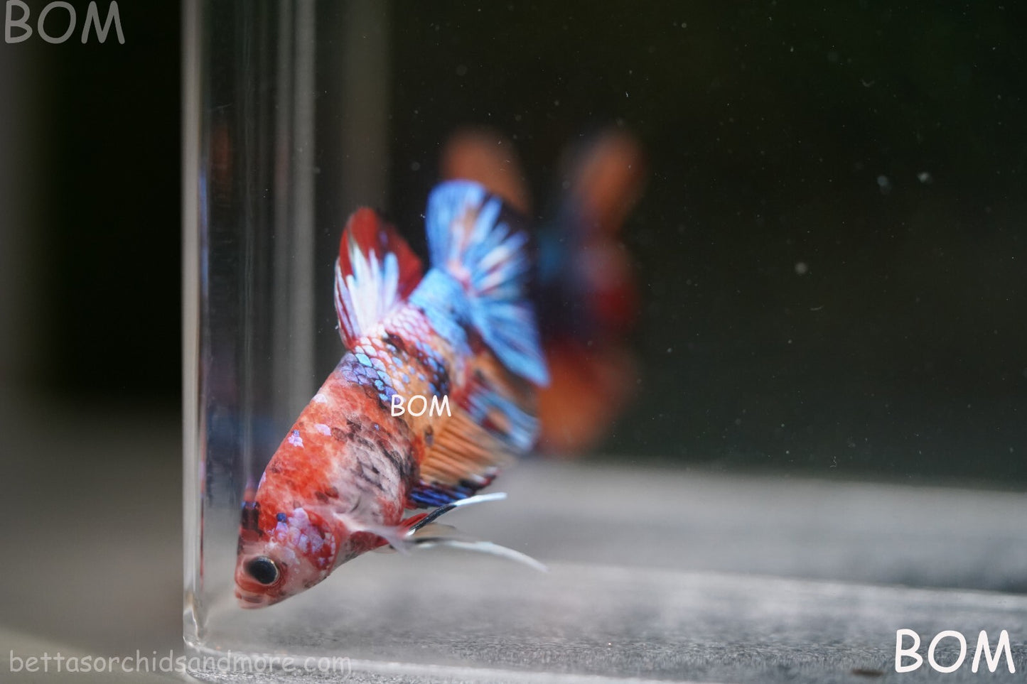 LIVE BETTTA BIG MALE MULTICOLOUR HMPK | BOM-A144