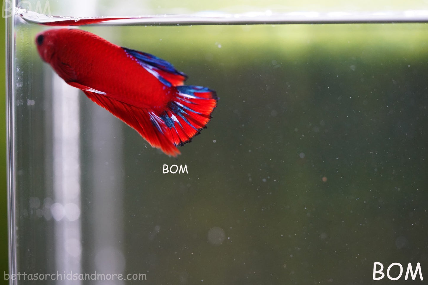 PREMIUM MALE HELLBOY HMPK BETTA Fish:Live HMPK | BOM-A273